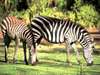 Mount Meru Game Lodge & Sanctuary - Zebras 